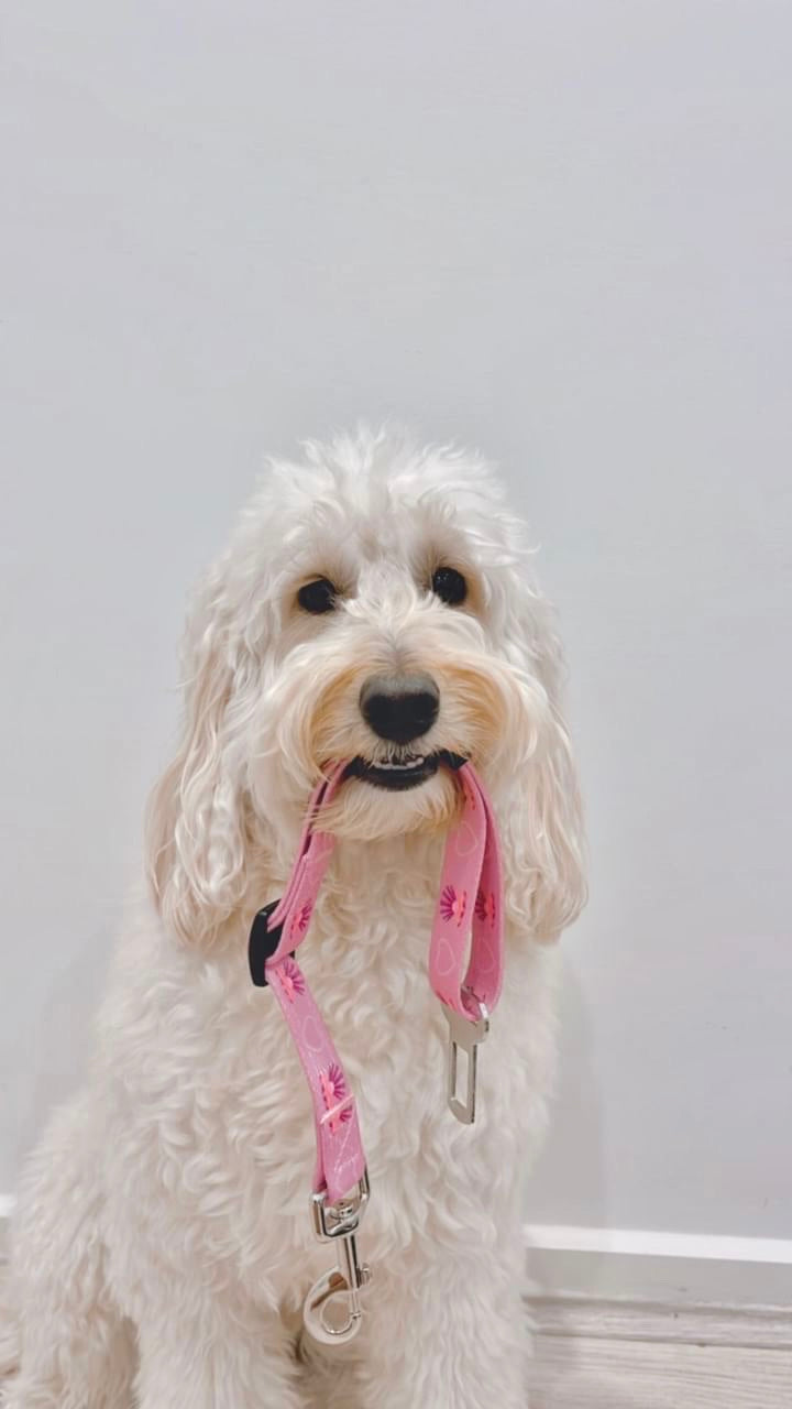 Dog seat belts