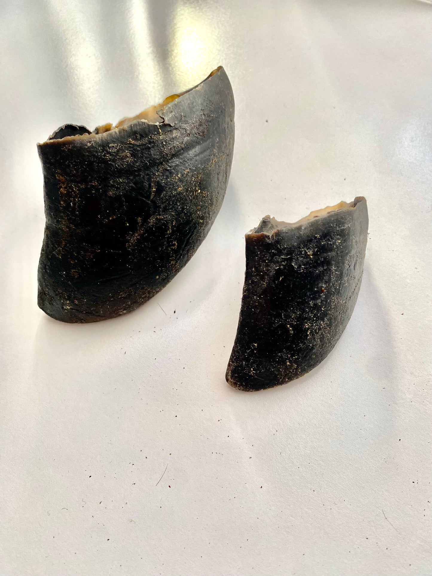 Cow Hooves