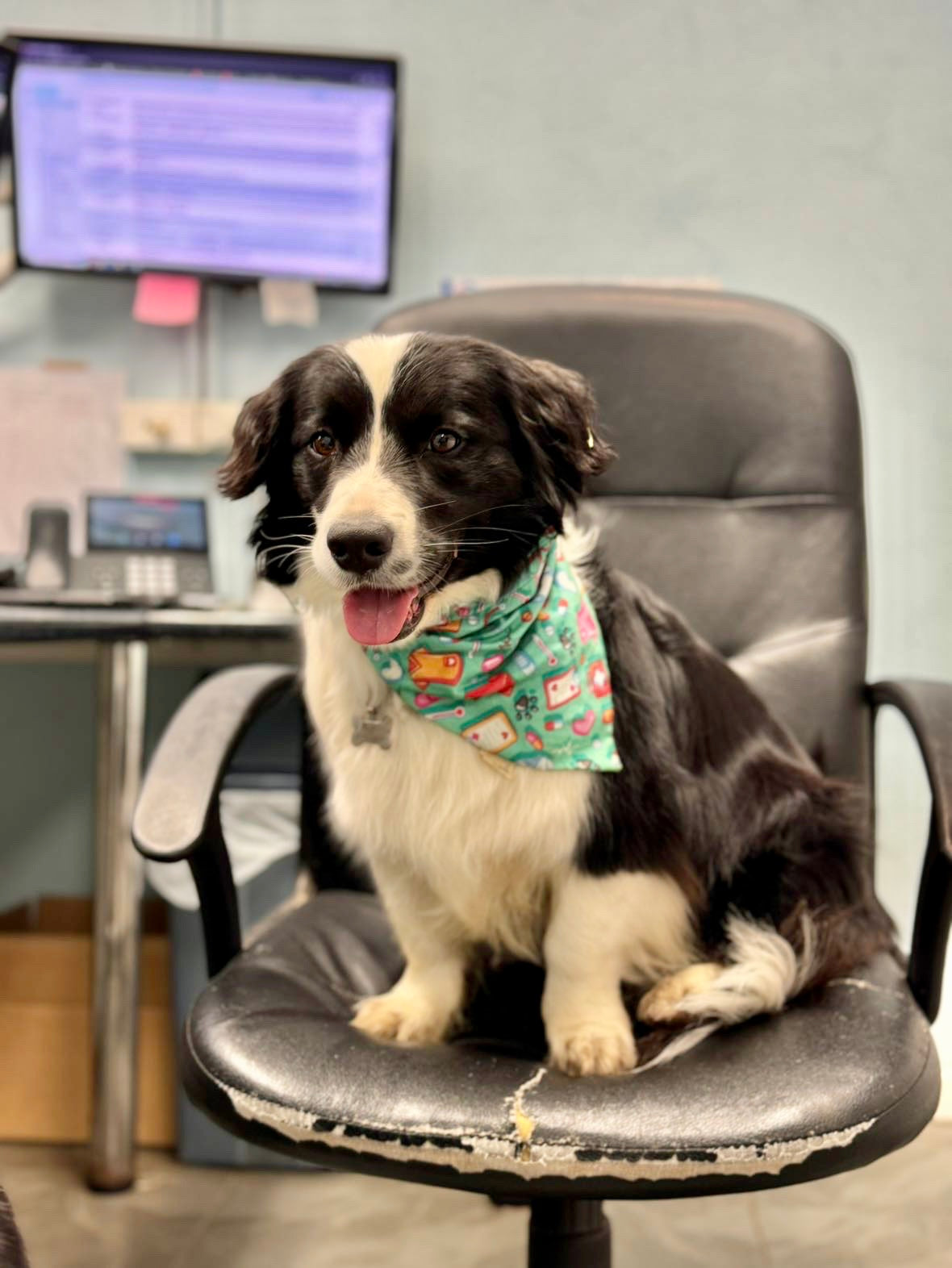 Vet Nurse Bandana