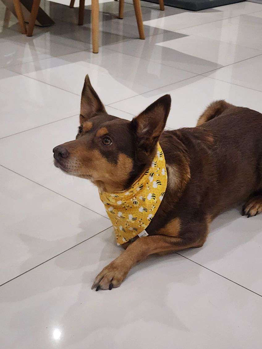 Bumble bee bandana