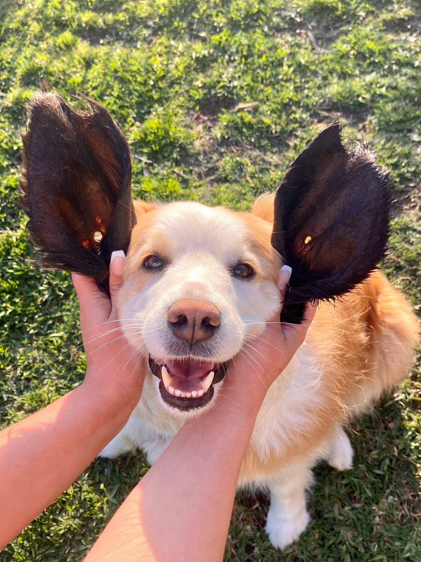 Beef ears