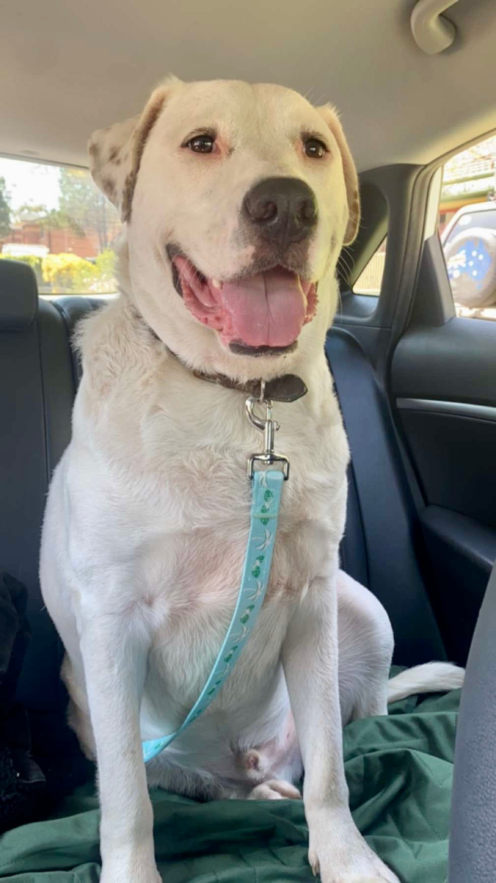 Dog seat belts