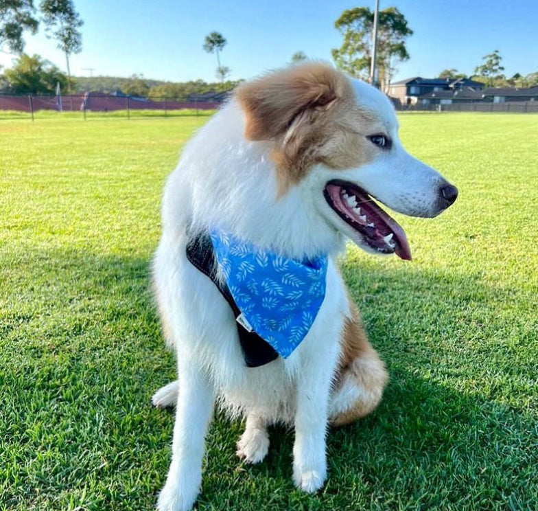 Sea holly Bandana