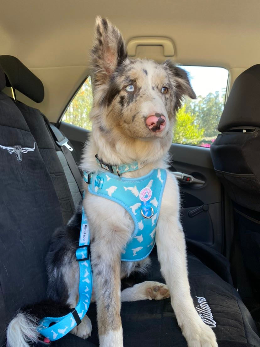 Dog seat belts