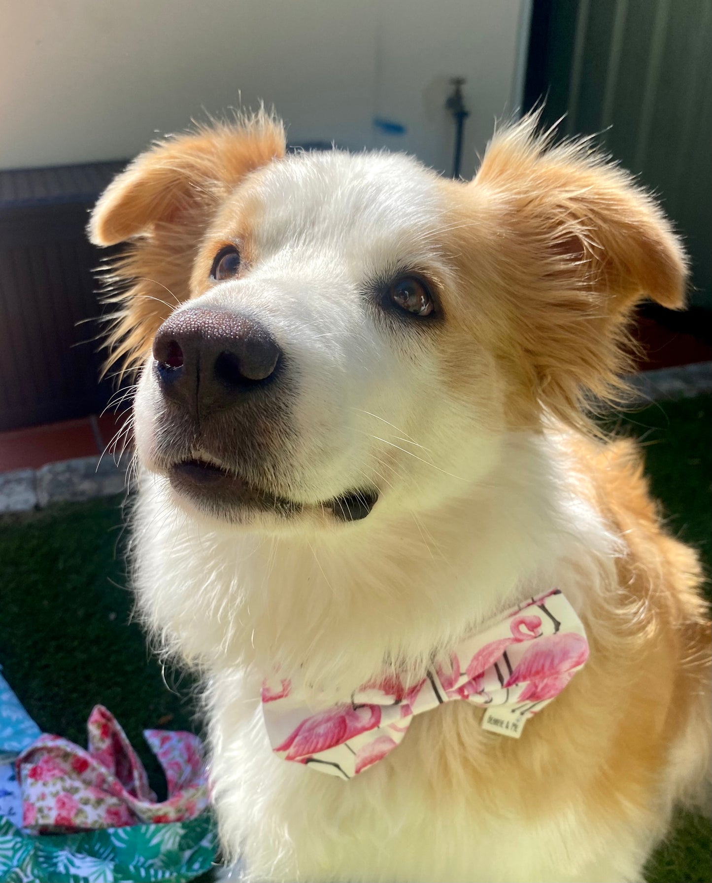Flamingo overload bow