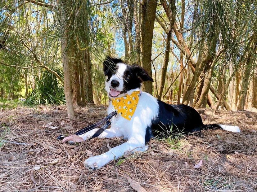 Bumble bee bandana