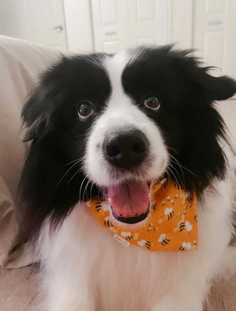 Bumble bee bandana