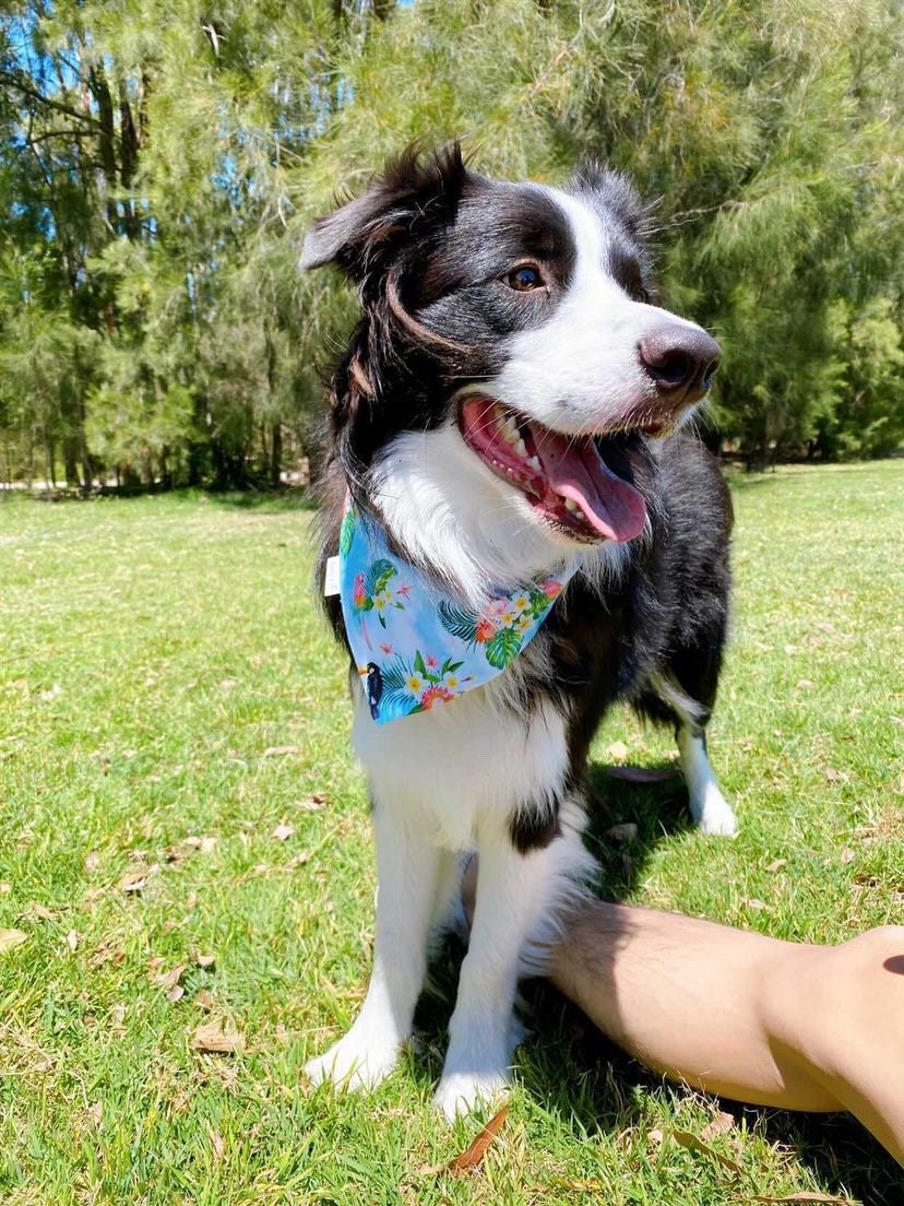 Tropical flamingo bandana