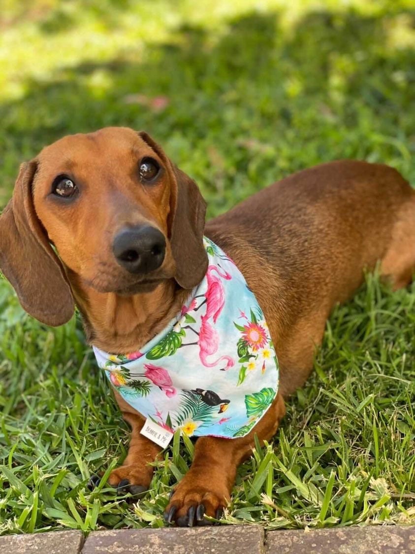 Tropical flamingo bandana