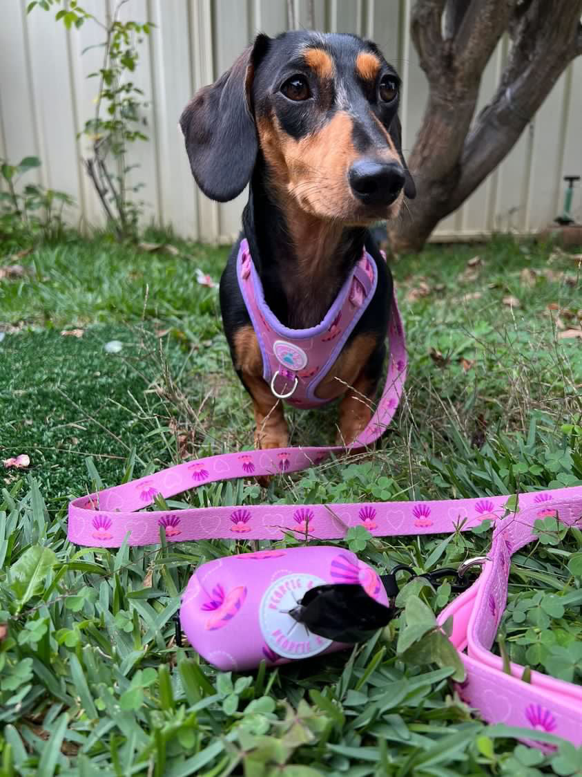 Pooch Pearls Walk set