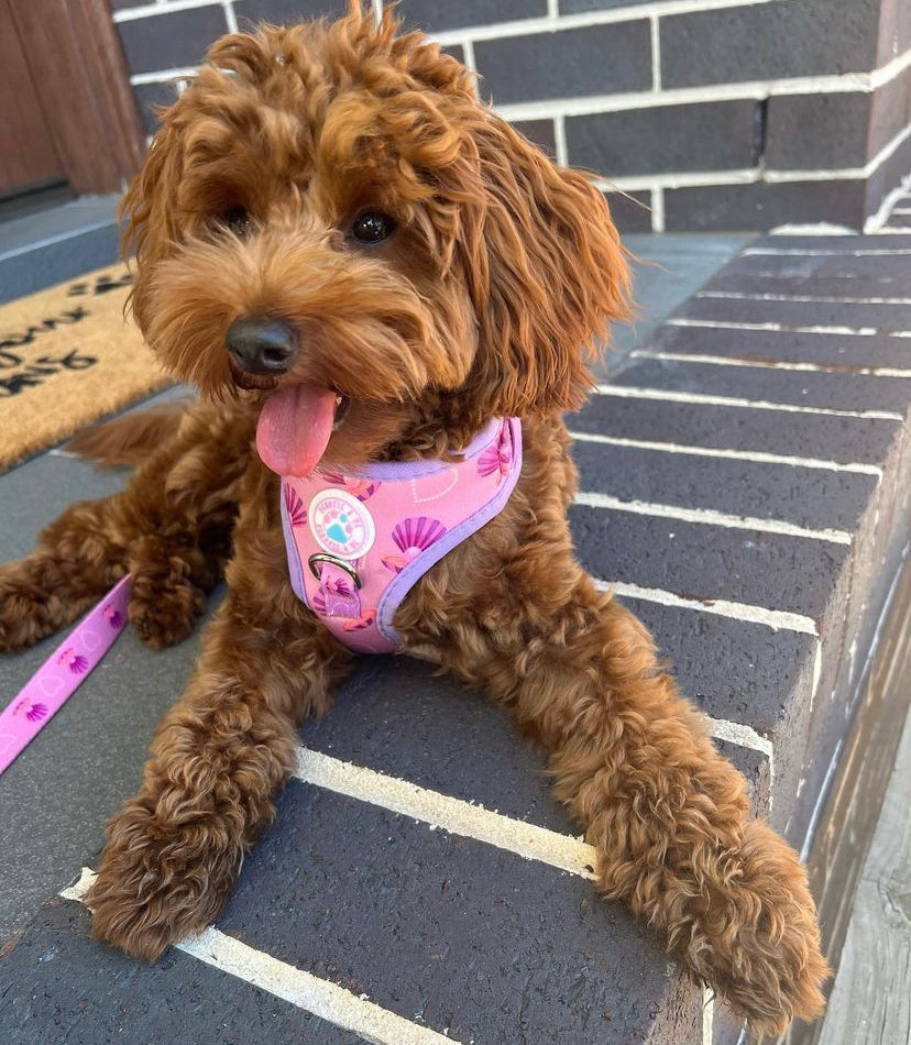 Pooch Pearls Walk set