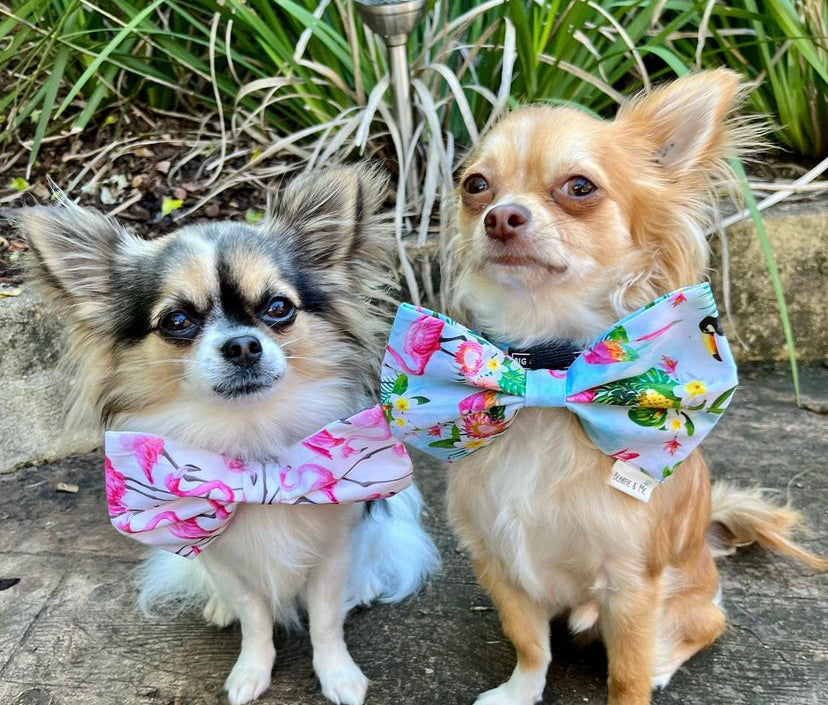 Tropical Flamingo Bow