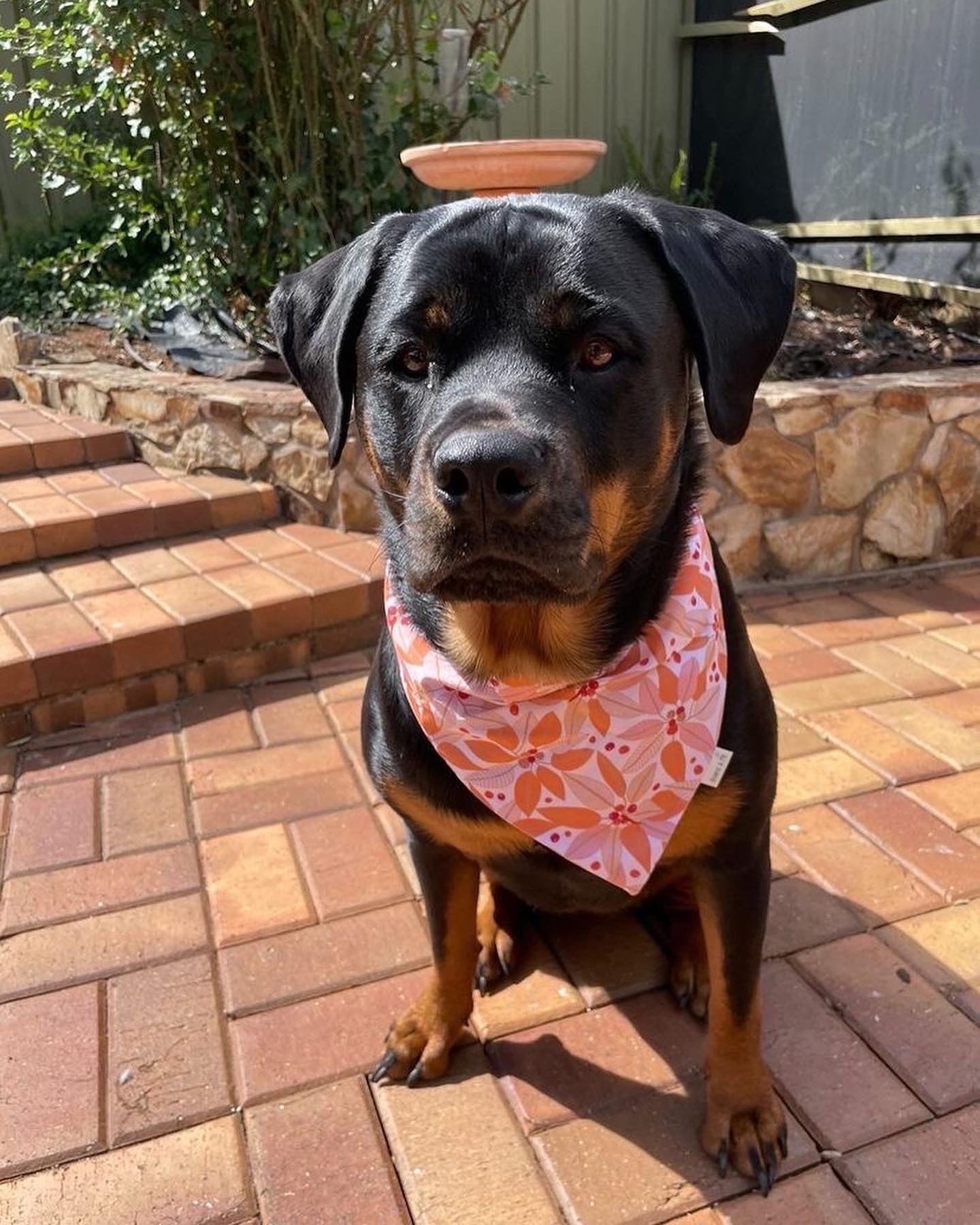 Autumn berries Bandana