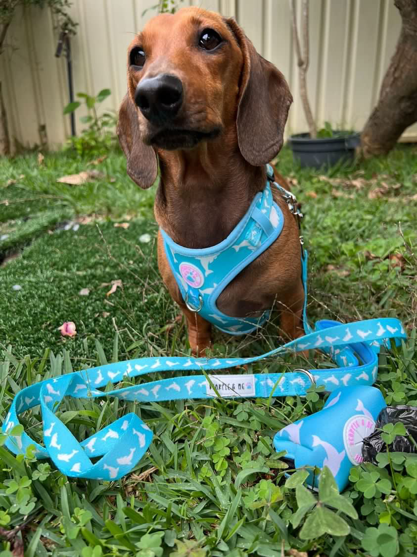 Dolphin adjustable Harness