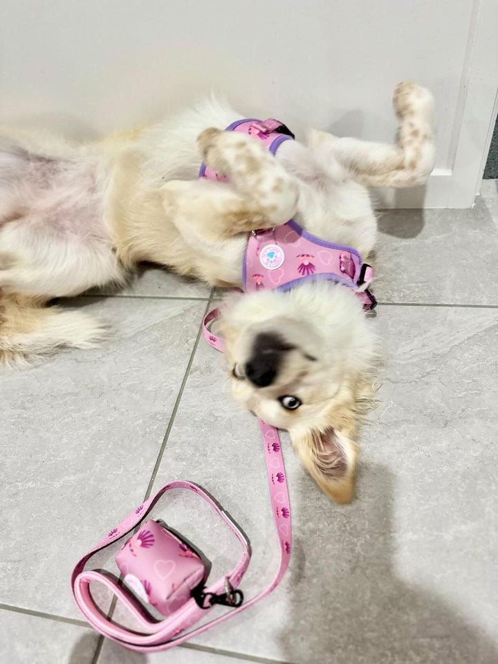 Pooch Pearls Walk set