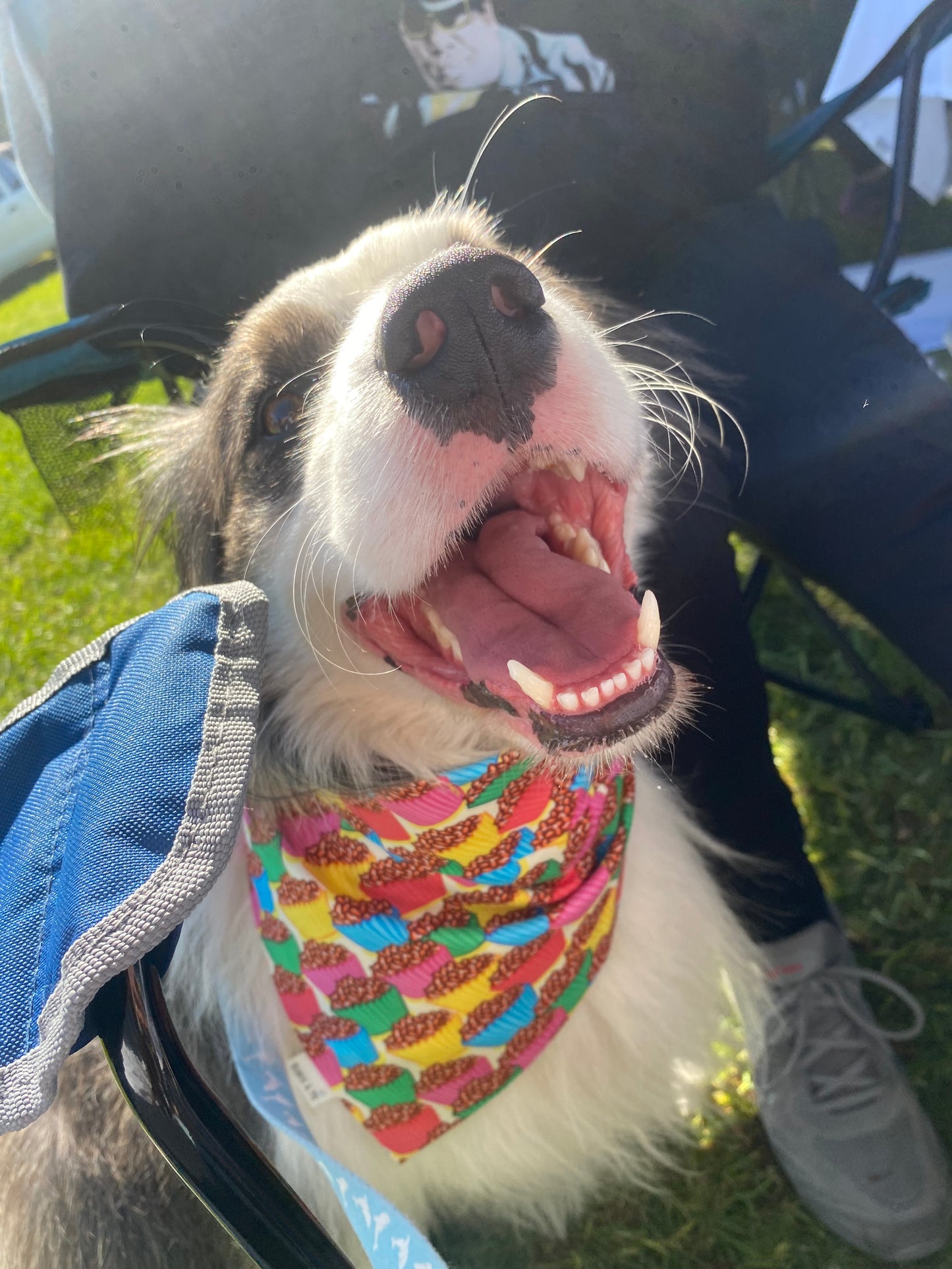 Chocolate crackles Bandana