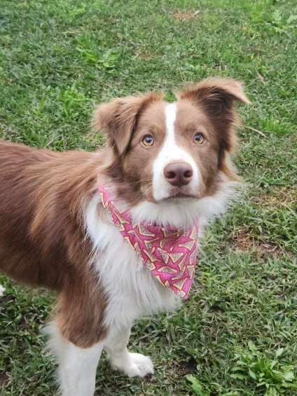 Fairy bread Bandana