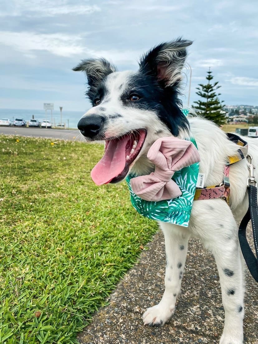 Tropicana bandana