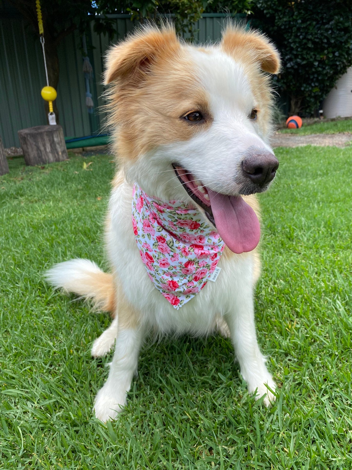 Field of roses bandana