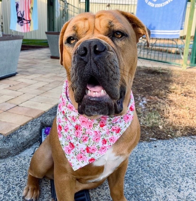 Field of roses bandana