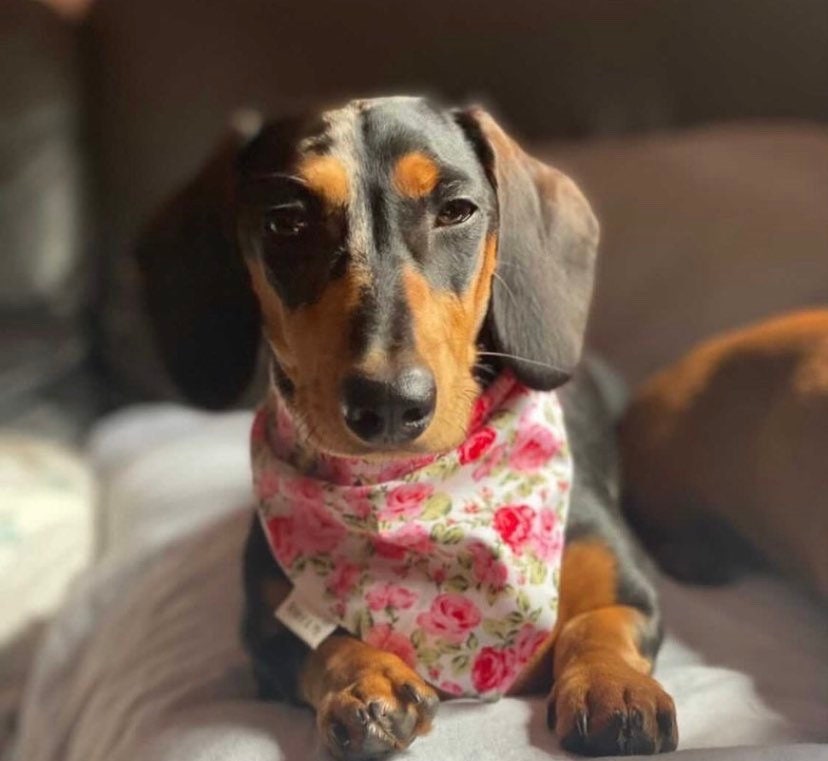 Field of roses bandana