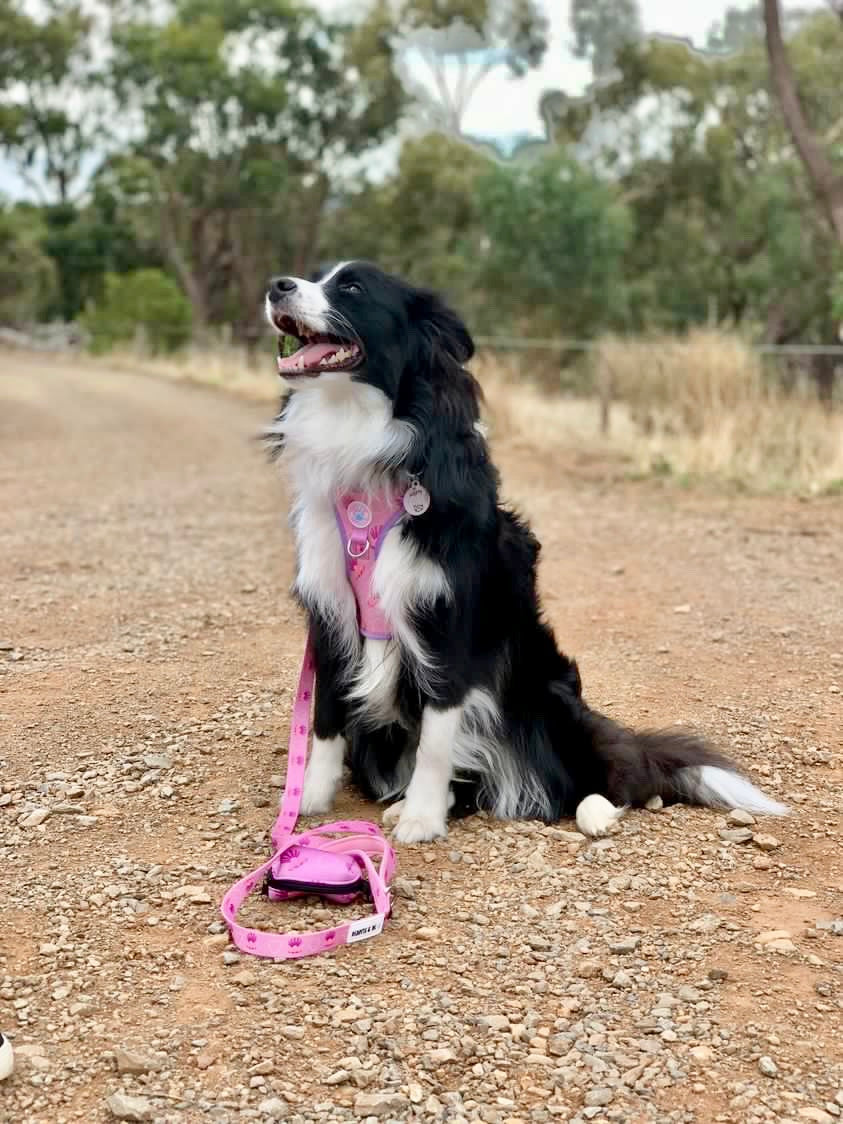 Pooch Pearls adjustable Harness