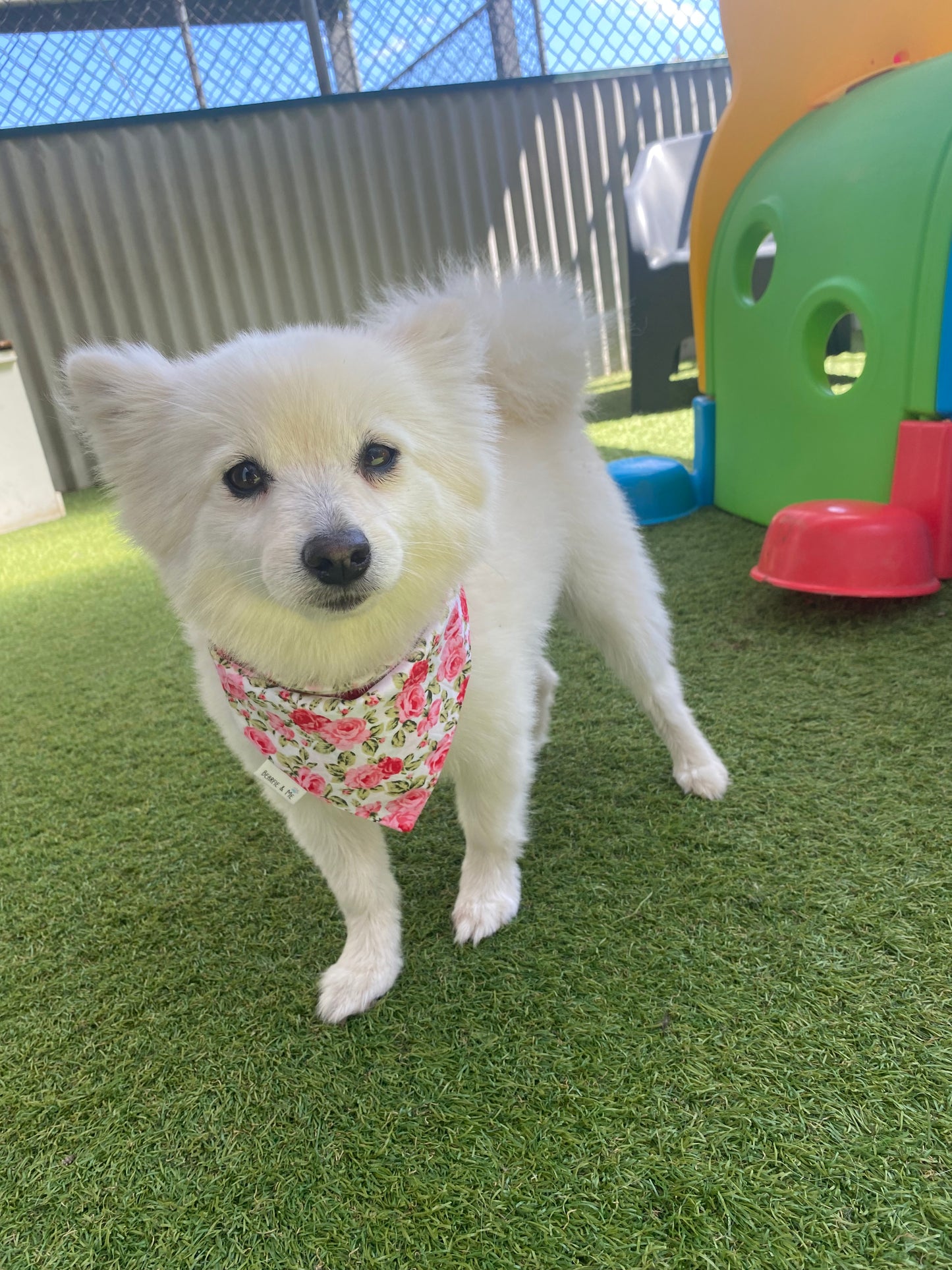 Field of roses bandana